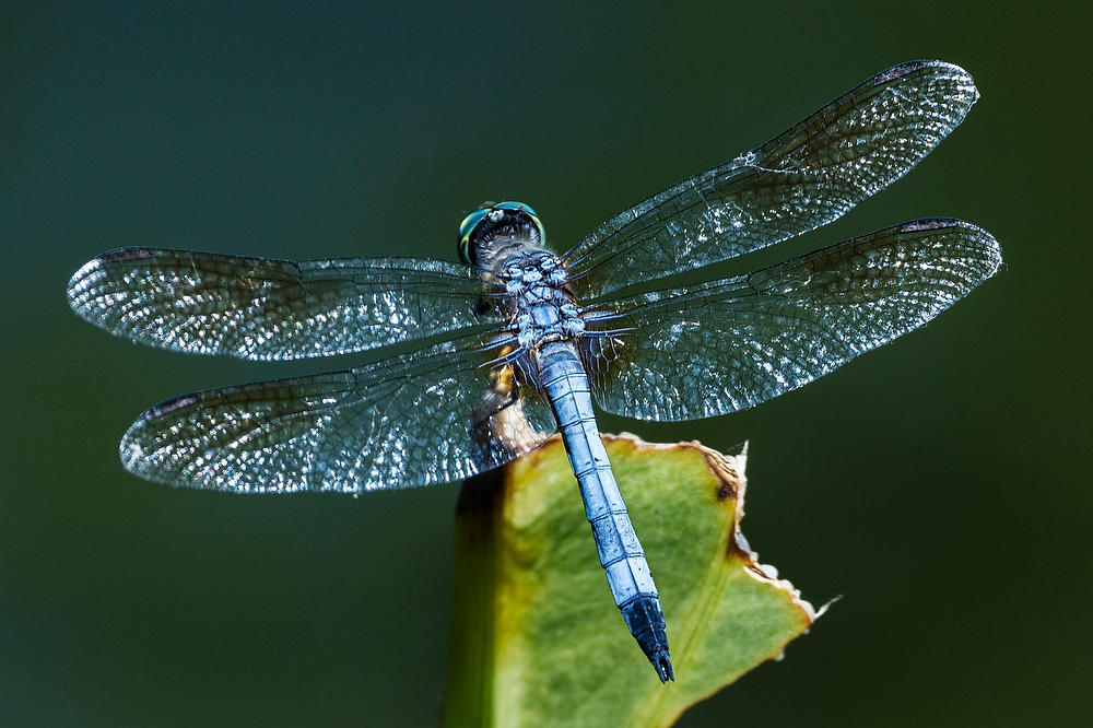 Dragonfly
050822-68 : Critters : Will Dickey Florida Fine Art Nature and Wildlife Photography - Images of Florida's First Coast - Nature and Landscape Photographs of Jacksonville, St. Augustine, Florida nature preserves