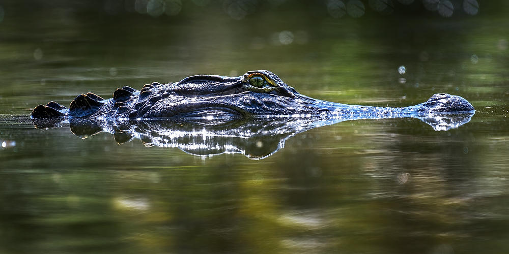 Eye of the Gator 
042822-33P : Critters : Will Dickey Florida Fine Art Nature and Wildlife Photography - Images of Florida's First Coast - Nature and Landscape Photographs of Jacksonville, St. Augustine, Florida nature preserves