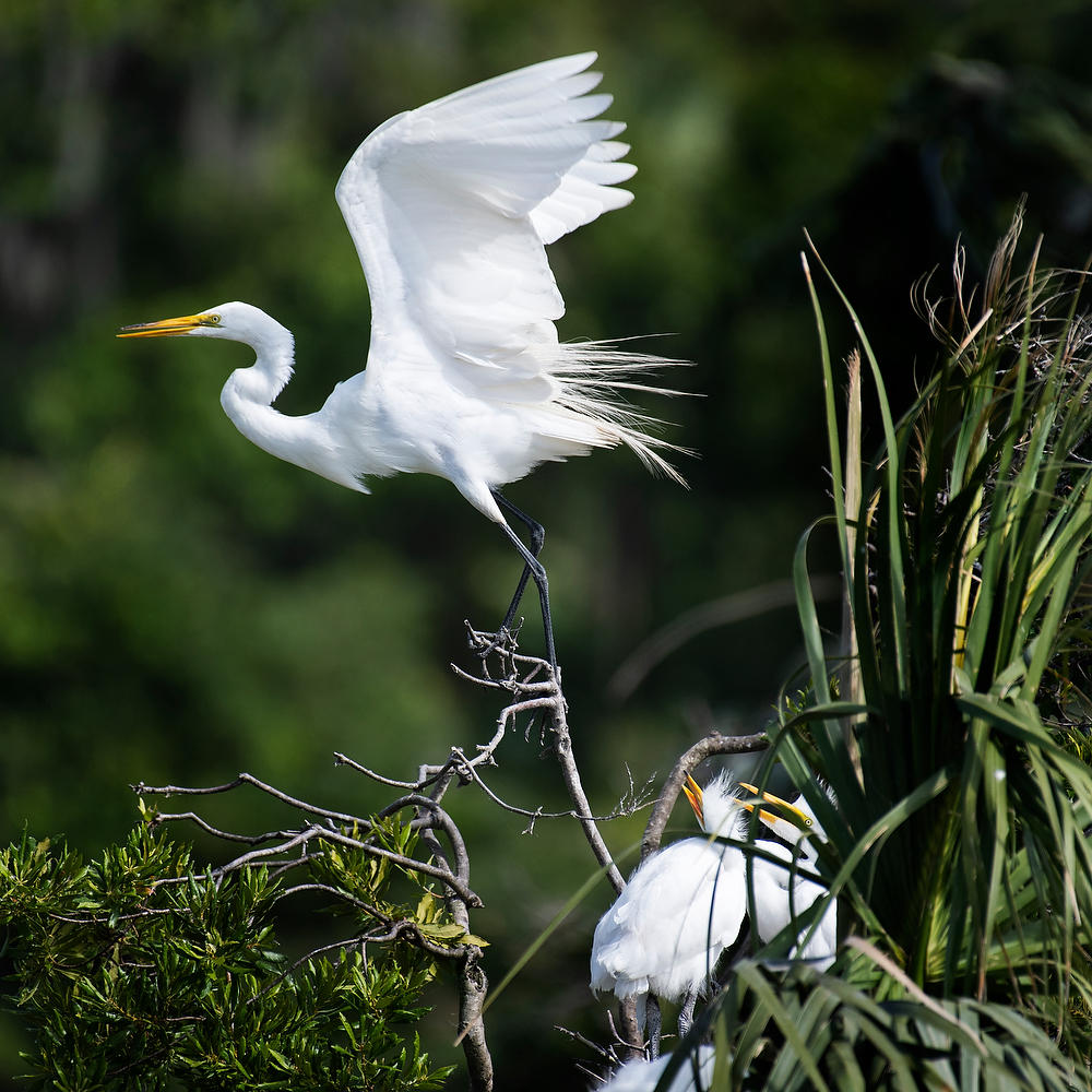 Great Egret And Chicks 051222-166 : Critters : Will Dickey Florida Fine Art Nature and Wildlife Photography - Images of Florida's First Coast - Nature and Landscape Photographs of Jacksonville, St. Augustine, Florida nature preserves