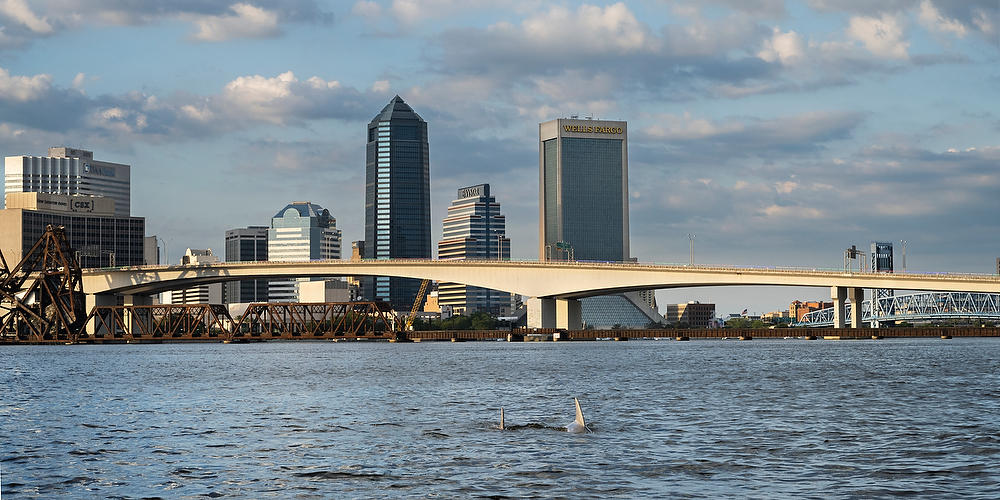 Jacksonville Dolphins
052822-328P : Panoramas and Cityscapes : Will Dickey Florida Fine Art Nature and Wildlife Photography - Images of Florida's First Coast - Nature and Landscape Photographs of Jacksonville, St. Augustine, Florida nature preserves