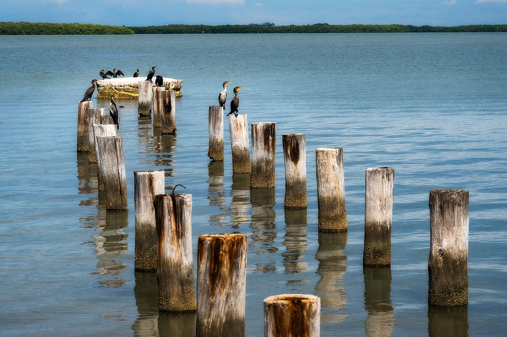 Cormorants, 
St. Joseph Sound 
071422-210 : Critters : Will Dickey Florida Fine Art Nature and Wildlife Photography - Images of Florida's First Coast - Nature and Landscape Photographs of Jacksonville, St. Augustine, Florida nature preserves
