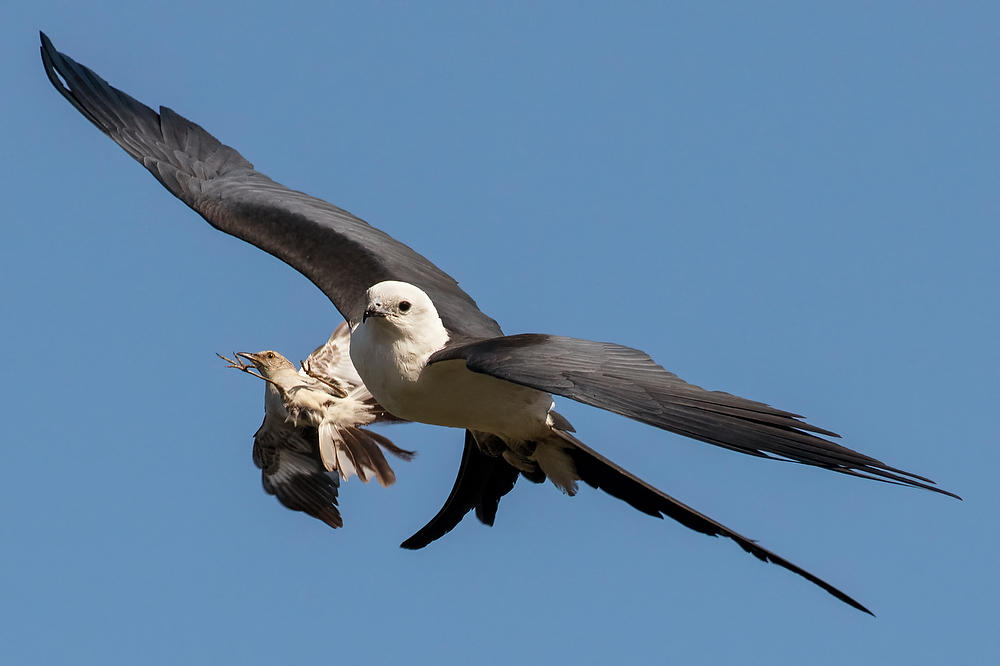 Mockingbird Attacks Kite 072222-48 : Critters : Will Dickey Florida Fine Art Nature and Wildlife Photography - Images of Florida's First Coast - Nature and Landscape Photographs of Jacksonville, St. Augustine, Florida nature preserves