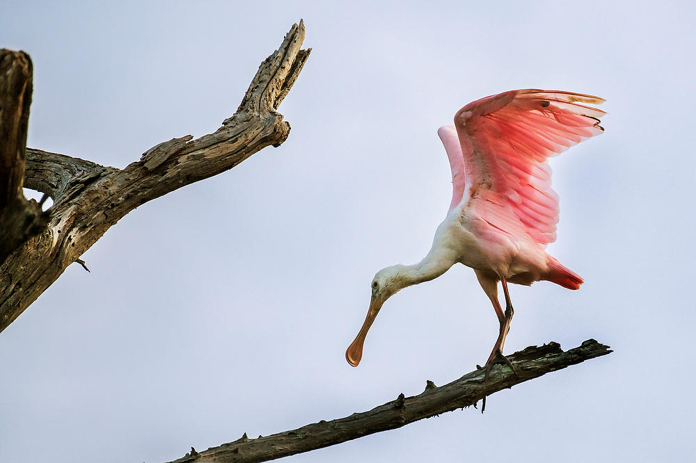 Roseate Spoonbill, 
Ortega River 
061822-99 : Critters : Will Dickey Florida Fine Art Nature and Wildlife Photography - Images of Florida's First Coast - Nature and Landscape Photographs of Jacksonville, St. Augustine, Florida nature preserves