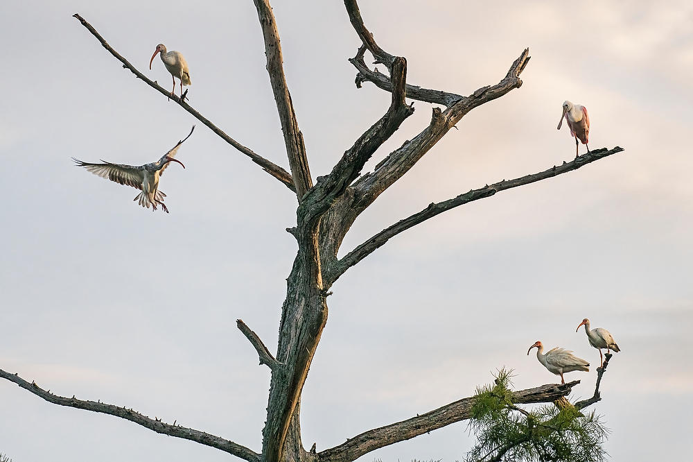 Sunrise Roost, 
Ortega River
061822-39 : Critters : Will Dickey Florida Fine Art Nature and Wildlife Photography - Images of Florida's First Coast - Nature and Landscape Photographs of Jacksonville, St. Augustine, Florida nature preserves