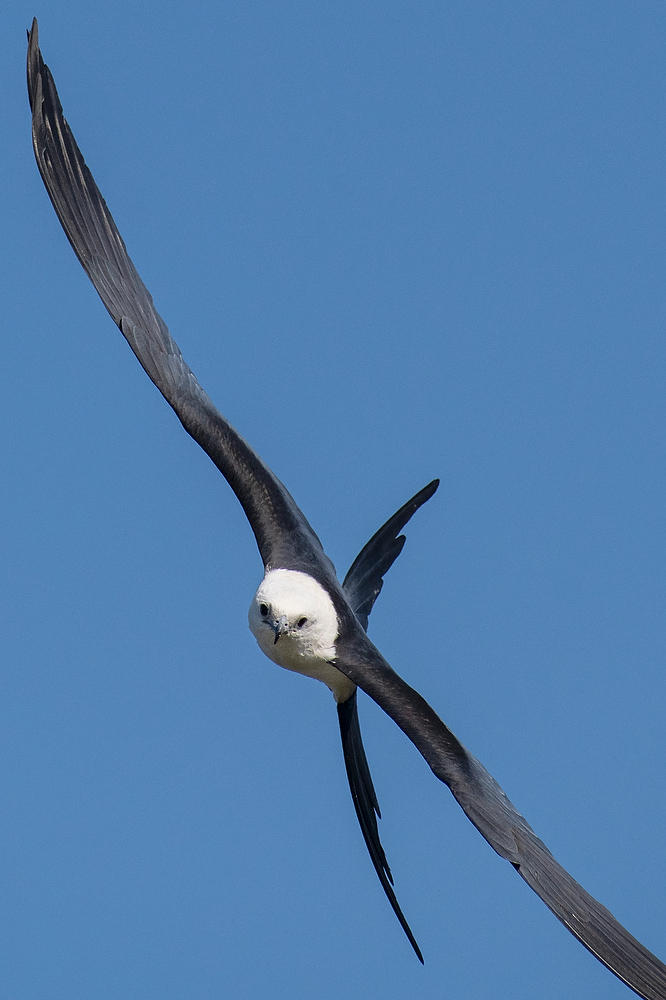 Swallow-tailed Kite 072222-50 : Critters : Will Dickey Florida Fine Art Nature and Wildlife Photography - Images of Florida's First Coast - Nature and Landscape Photographs of Jacksonville, St. Augustine, Florida nature preserves