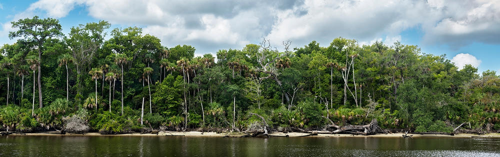 Palm Valley Jungle
072722-215 : Panoramas and Cityscapes : Will Dickey Florida Fine Art Nature and Wildlife Photography - Images of Florida's First Coast - Nature and Landscape Photographs of Jacksonville, St. Augustine, Florida nature preserves