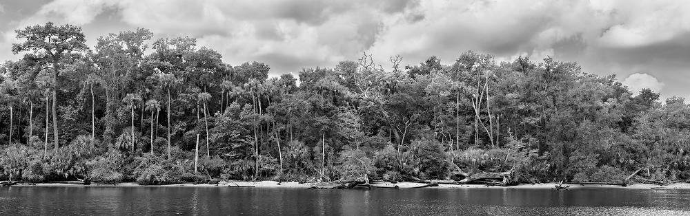 Palm Valley Jungle
072722-215BW : Black and White : Will Dickey Florida Fine Art Nature and Wildlife Photography - Images of Florida's First Coast - Nature and Landscape Photographs of Jacksonville, St. Augustine, Florida nature preserves