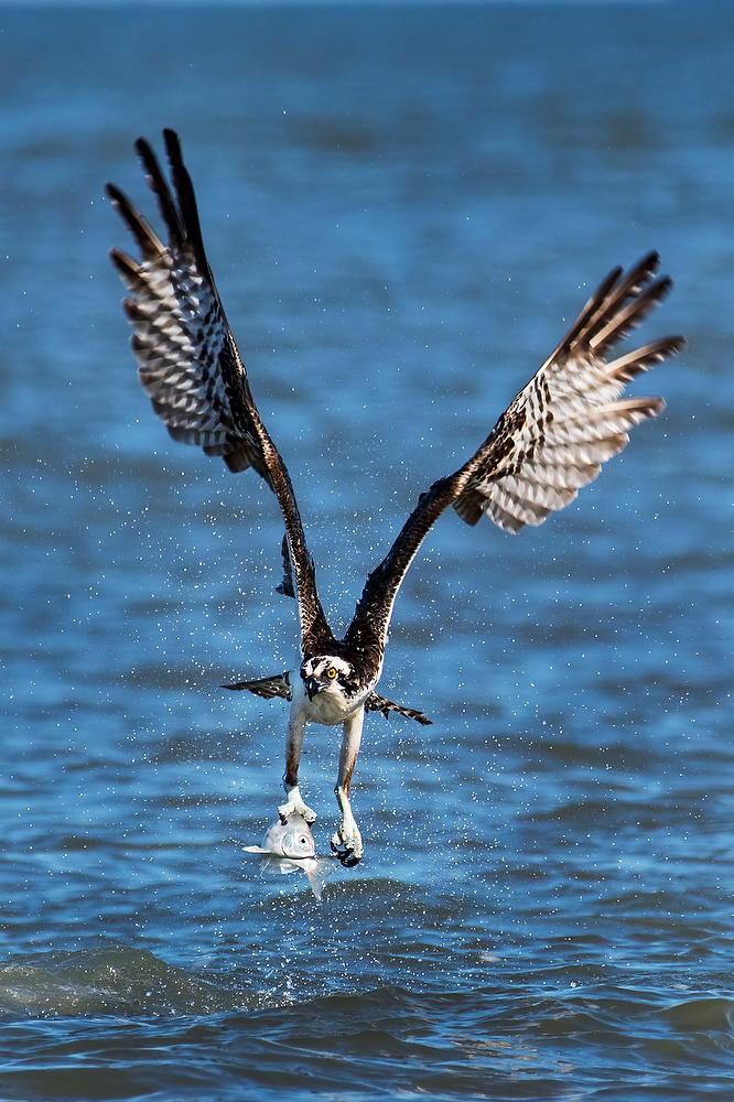 Mayport Osprey Catch 111222-73 : Critters : Will Dickey Florida Fine Art Nature and Wildlife Photography - Images of Florida's First Coast - Nature and Landscape Photographs of Jacksonville, St. Augustine, Florida nature preserves