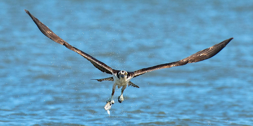 Mayport Osprey Catch 111222-75 : Critters : Will Dickey Florida Fine Art Nature and Wildlife Photography - Images of Florida's First Coast - Nature and Landscape Photographs of Jacksonville, St. Augustine, Florida nature preserves