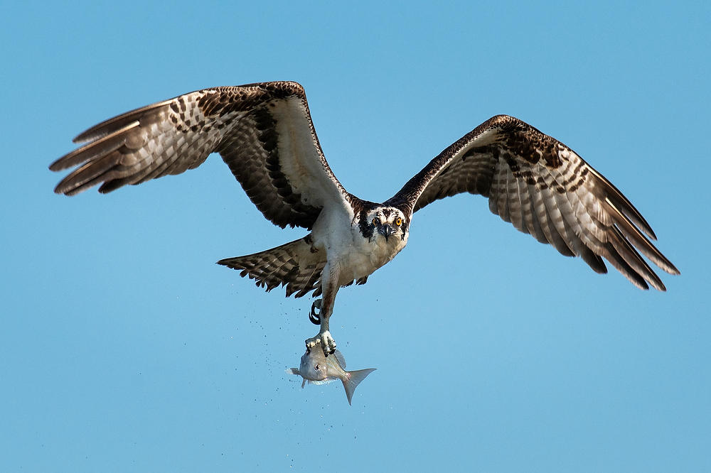 Mayport Osprey Catch 111222-89 : Critters : Will Dickey Florida Fine Art Nature and Wildlife Photography - Images of Florida's First Coast - Nature and Landscape Photographs of Jacksonville, St. Augustine, Florida nature preserves