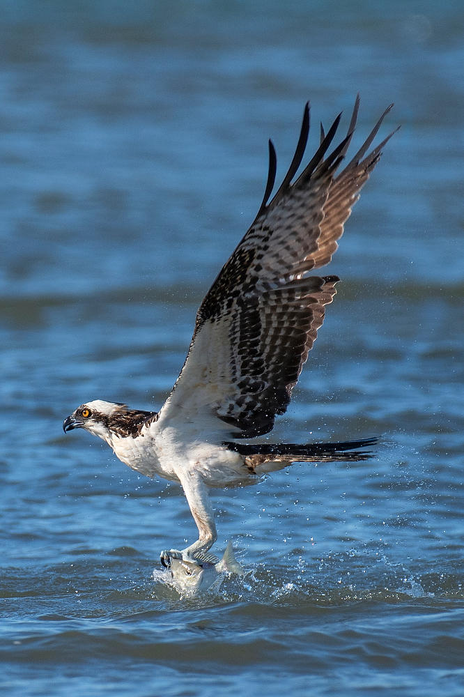 Mayport Osprey Catch 111222-237 : Critters : Will Dickey Florida Fine Art Nature and Wildlife Photography - Images of Florida's First Coast - Nature and Landscape Photographs of Jacksonville, St. Augustine, Florida nature preserves