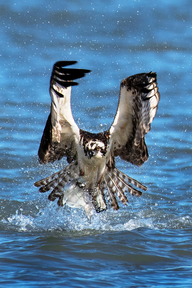 Mayport Osprey Dive 111222-71 : Critters : Will Dickey Florida Fine Art Nature and Wildlife Photography - Images of Florida's First Coast - Nature and Landscape Photographs of Jacksonville, St. Augustine, Florida nature preserves