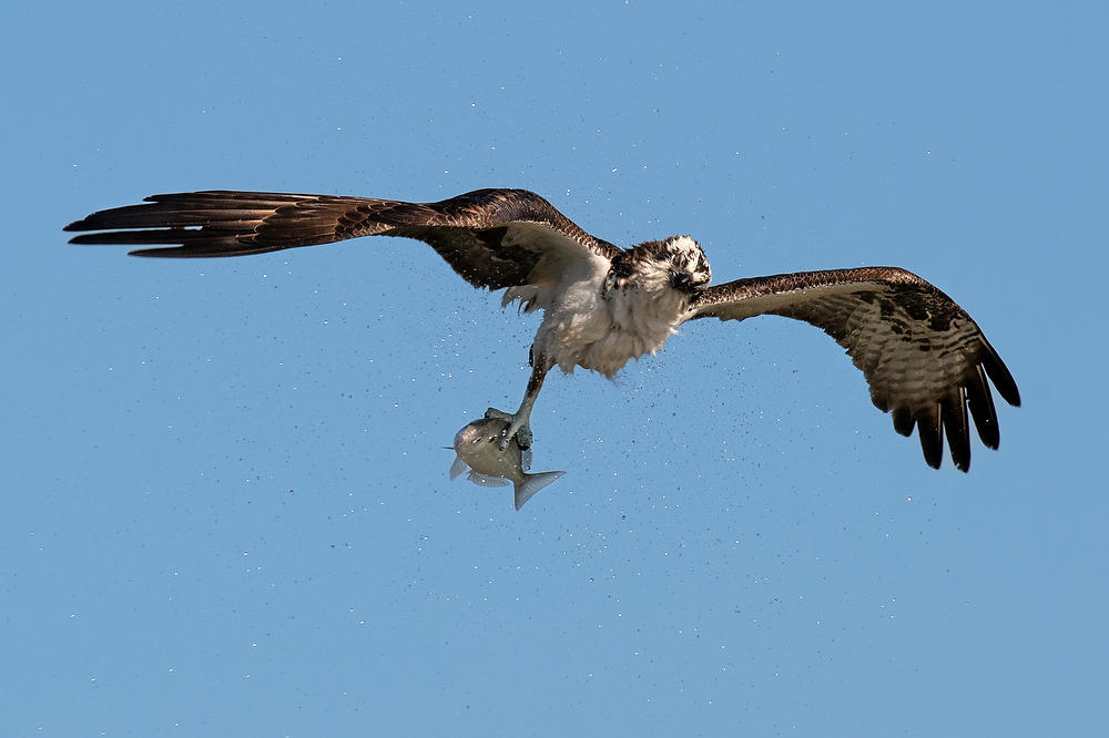 Mayport Osprey Shake 111222-92 : Critters : Will Dickey Florida Fine Art Nature and Wildlife Photography - Images of Florida's First Coast - Nature and Landscape Photographs of Jacksonville, St. Augustine, Florida nature preserves