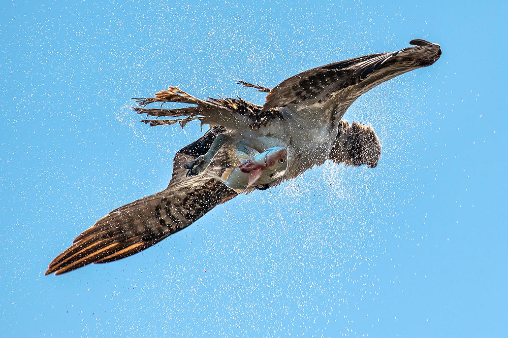 Mayport Osprey Shake 111222-152 : Critters : Will Dickey Florida Fine Art Nature and Wildlife Photography - Images of Florida's First Coast - Nature and Landscape Photographs of Jacksonville, St. Augustine, Florida nature preserves