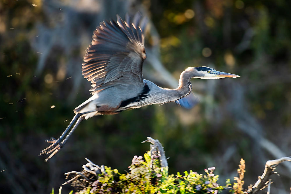 Ocklawaha Great Blue Heron Flight 
101922-827 : Critters : Will Dickey Florida Fine Art Nature and Wildlife Photography - Images of Florida's First Coast - Nature and Landscape Photographs of Jacksonville, St. Augustine, Florida nature preserves