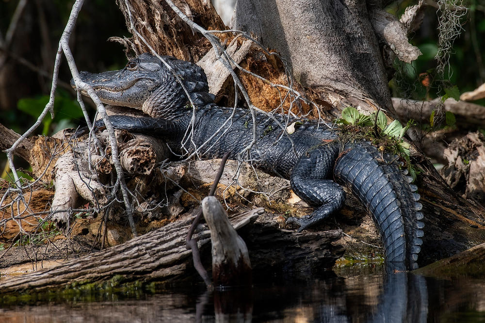 Ocklawaha Gator
101922-659 : Critters : Will Dickey Florida Fine Art Nature and Wildlife Photography - Images of Florida's First Coast - Nature and Landscape Photographs of Jacksonville, St. Augustine, Florida nature preserves