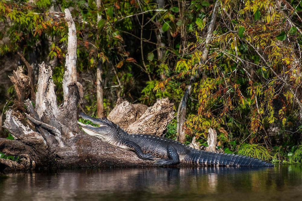 Ocklawaha Gator 
101922-710 : Critters : Will Dickey Florida Fine Art Nature and Wildlife Photography - Images of Florida's First Coast - Nature and Landscape Photographs of Jacksonville, St. Augustine, Florida nature preserves