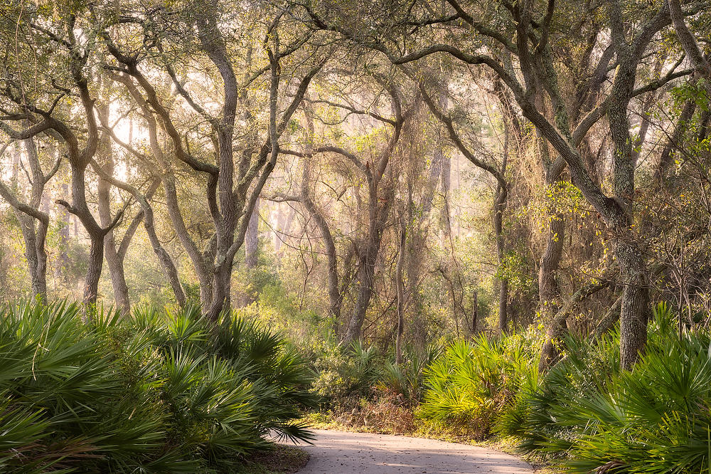 Big Talbot Trail Mist 120622-140 : Timucuan Preserve  : Will Dickey Florida Fine Art Nature and Wildlife Photography - Images of Florida's First Coast - Nature and Landscape Photographs of Jacksonville, St. Augustine, Florida nature preserves