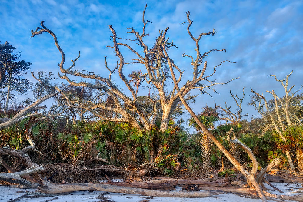 Big Talbot Trees 
120622-90 : Timucuan Preserve  : Will Dickey Florida Fine Art Nature and Wildlife Photography - Images of Florida's First Coast - Nature and Landscape Photographs of Jacksonville, St. Augustine, Florida nature preserves