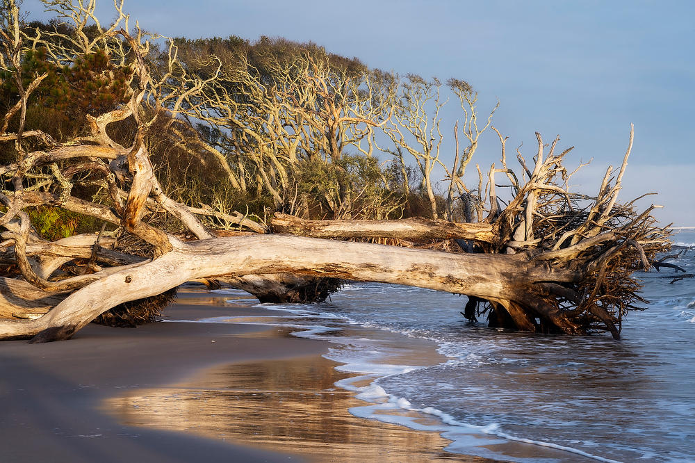 Big Talbot Boneyard 120622-108 : Timucuan Preserve  : Will Dickey Florida Fine Art Nature and Wildlife Photography - Images of Florida's First Coast - Nature and Landscape Photographs of Jacksonville, St. Augustine, Florida nature preserves