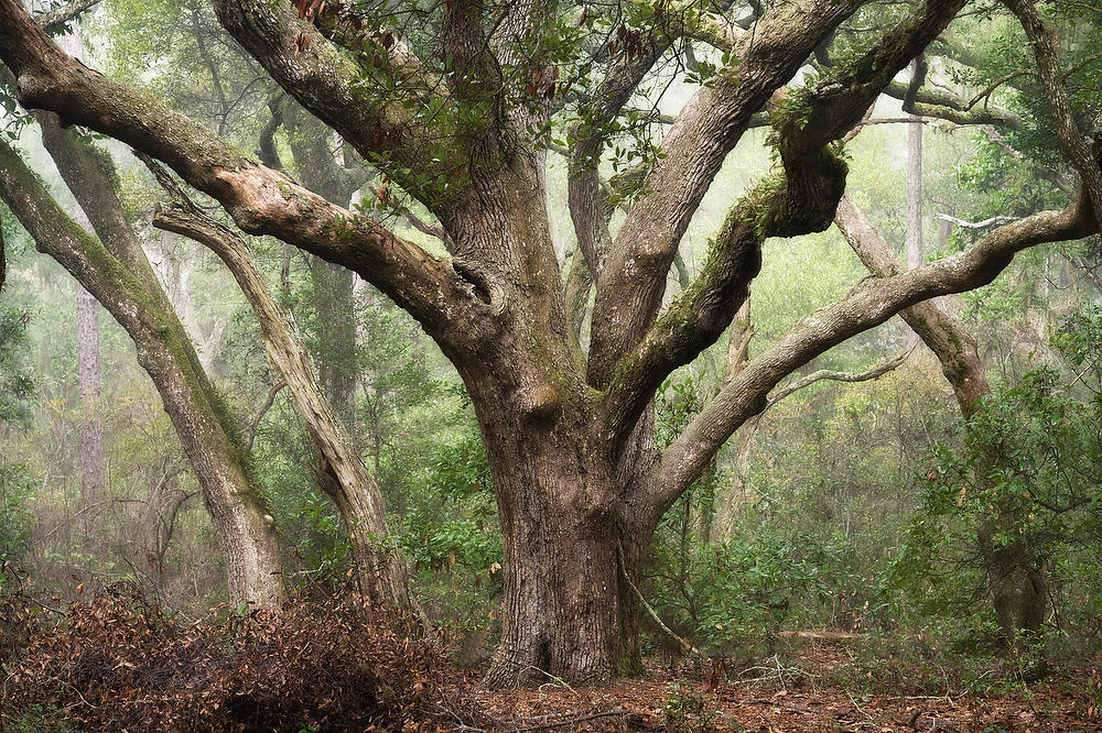 Big Talbot Oak Fog 010223-15 : Timucuan Preserve  : Will Dickey Florida Fine Art Nature and Wildlife Photography - Images of Florida's First Coast - Nature and Landscape Photographs of Jacksonville, St. Augustine, Florida nature preserves