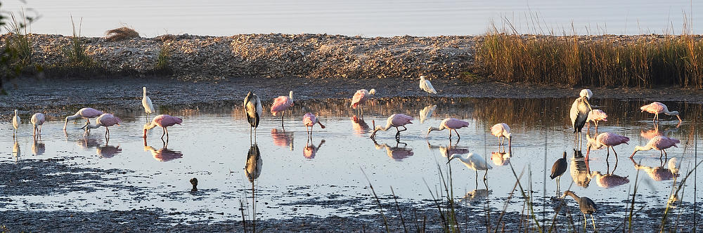 Birds At Breakfast 
010323-29P : Timucuan Preserve  : Will Dickey Florida Fine Art Nature and Wildlife Photography - Images of Florida's First Coast - Nature and Landscape Photographs of Jacksonville, St. Augustine, Florida nature preserves