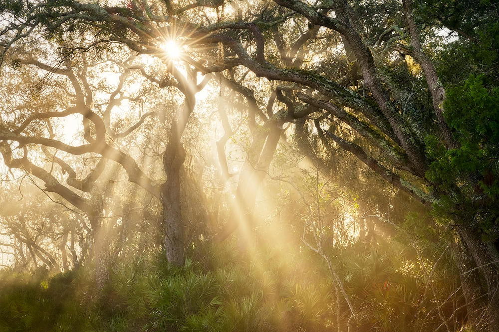 Coastal Oaks Fog 
010323-164 : Timucuan Preserve  : Will Dickey Florida Fine Art Nature and Wildlife Photography - Images of Florida's First Coast - Nature and Landscape Photographs of Jacksonville, St. Augustine, Florida nature preserves