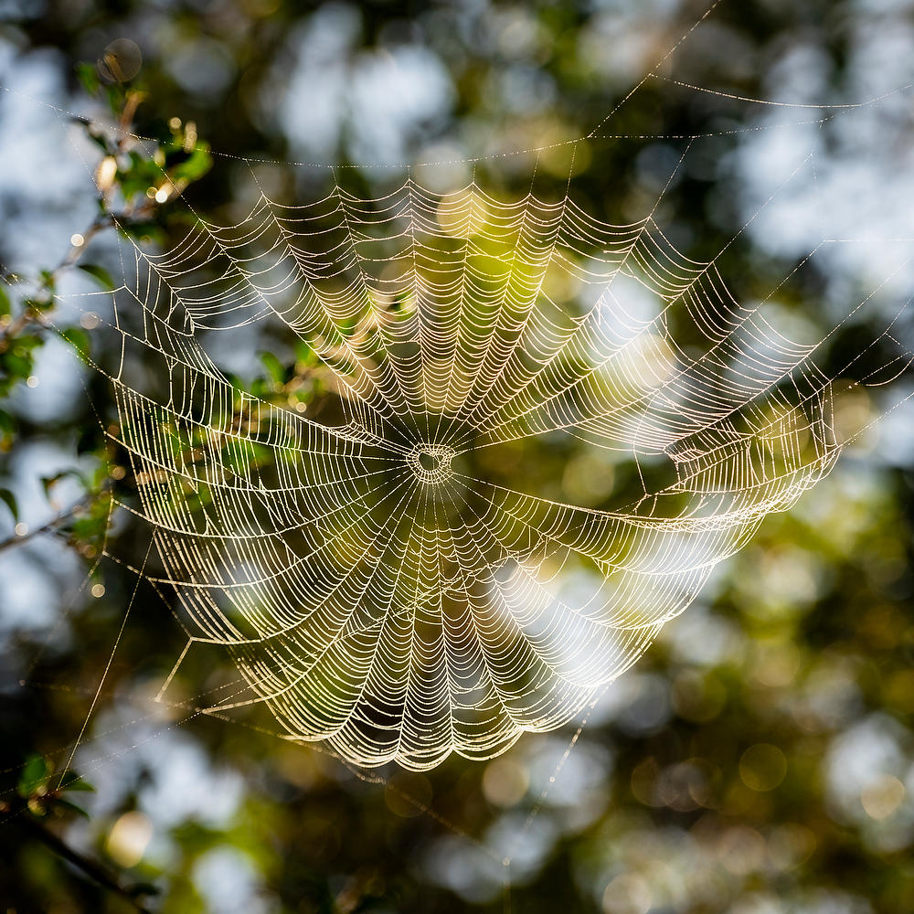 Morning Web 
010323-174 : Timucuan Preserve  : Will Dickey Florida Fine Art Nature and Wildlife Photography - Images of Florida's First Coast - Nature and Landscape Photographs of Jacksonville, St. Augustine, Florida nature preserves
