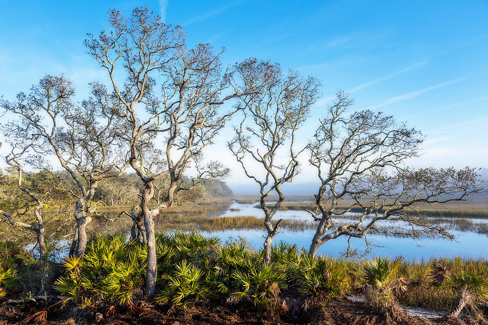 Myrtle Creek Fog 
010323-84 : Timucuan Preserve  : Will Dickey Florida Fine Art Nature and Wildlife Photography - Images of Florida's First Coast - Nature and Landscape Photographs of Jacksonville, St. Augustine, Florida nature preserves