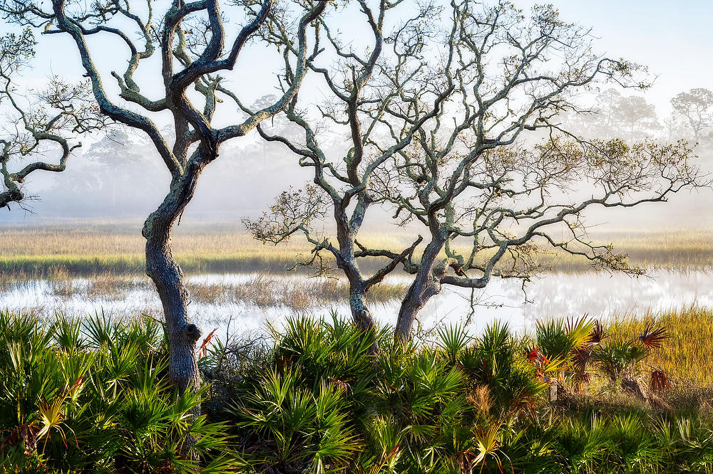 Myrtle Creek Fog 
010323-122 : Timucuan Preserve  : Will Dickey Florida Fine Art Nature and Wildlife Photography - Images of Florida's First Coast - Nature and Landscape Photographs of Jacksonville, St. Augustine, Florida nature preserves