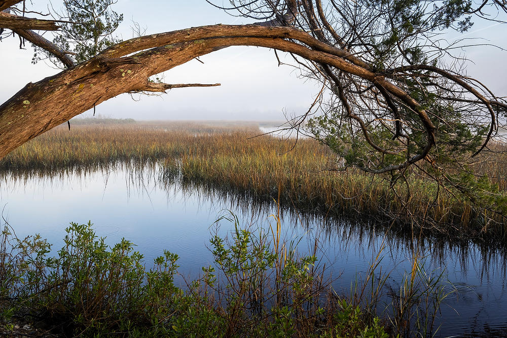 St. Johns Misty Marsh 010323-4 : Timucuan Preserve  : Will Dickey Florida Fine Art Nature and Wildlife Photography - Images of Florida's First Coast - Nature and Landscape Photographs of Jacksonville, St. Augustine, Florida nature preserves