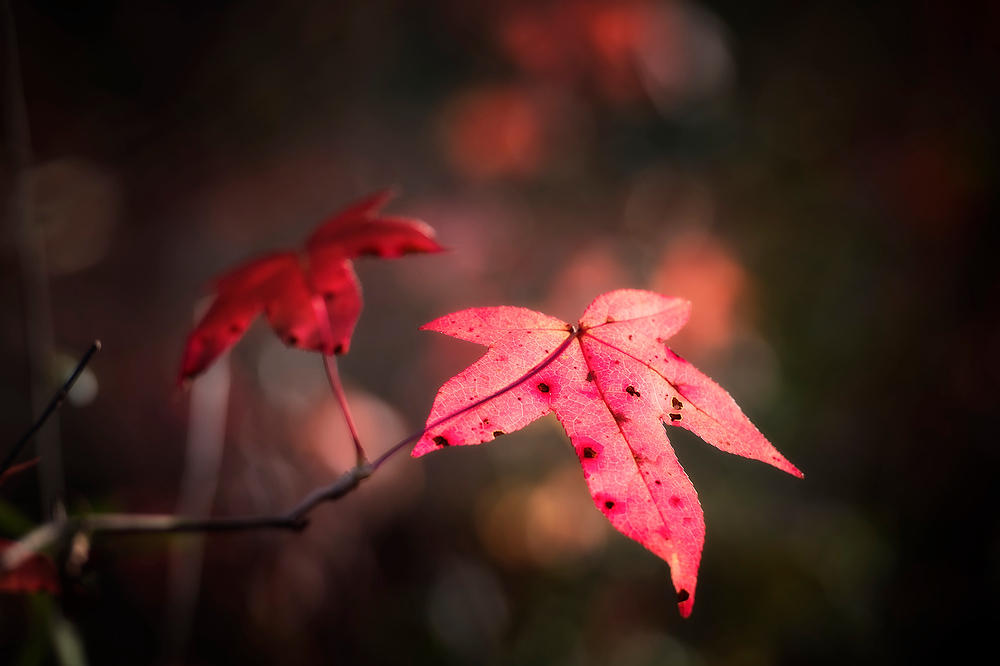 Fall Sweet Gum 
112616-15 : Waterways and Woods  : Will Dickey Florida Fine Art Nature and Wildlife Photography - Images of Florida's First Coast - Nature and Landscape Photographs of Jacksonville, St. Augustine, Florida nature preserves