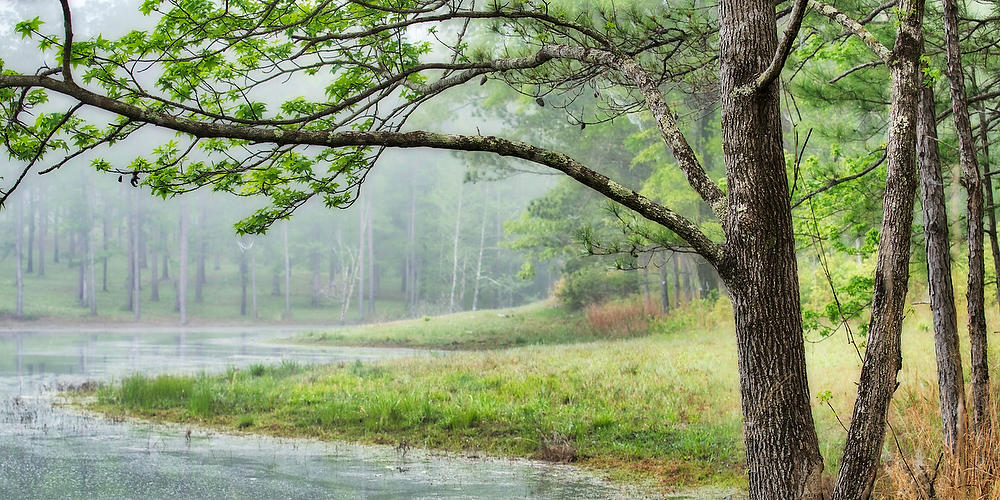 Foggy Pond 
041219-176P : Waterways and Woods  : Will Dickey Florida Fine Art Nature and Wildlife Photography - Images of Florida's First Coast - Nature and Landscape Photographs of Jacksonville, St. Augustine, Florida nature preserves