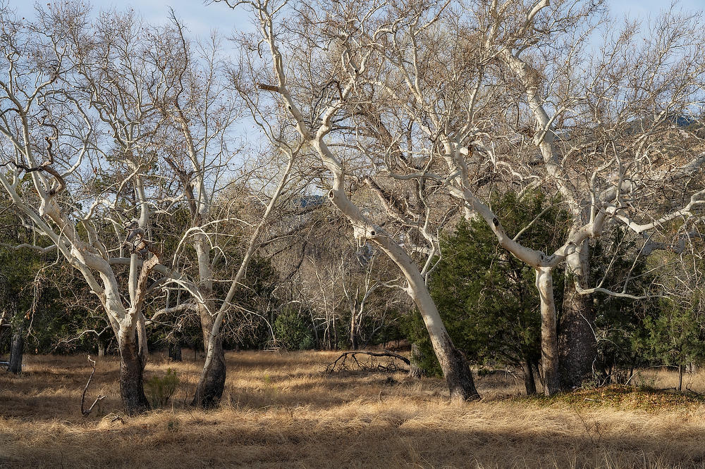 Arizona Sycamores
021723-108  : Arizona : Will Dickey Florida Fine Art Nature and Wildlife Photography - Images of Florida's First Coast - Nature and Landscape Photographs of Jacksonville, St. Augustine, Florida nature preserves