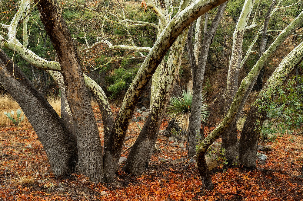 Arizona Sycamores
022023-62.  : Arizona : Will Dickey Florida Fine Art Nature and Wildlife Photography - Images of Florida's First Coast - Nature and Landscape Photographs of Jacksonville, St. Augustine, Florida nature preserves