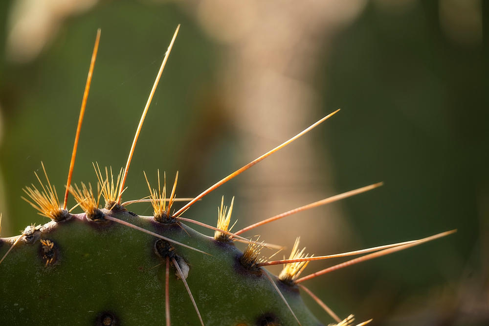 Cactus Spikes 
021823-716  : Arizona : Will Dickey Florida Fine Art Nature and Wildlife Photography - Images of Florida's First Coast - Nature and Landscape Photographs of Jacksonville, St. Augustine, Florida nature preserves