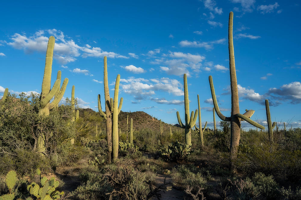 Dancing Cacti 
021823-749  : Arizona : Will Dickey Florida Fine Art Nature and Wildlife Photography - Images of Florida's First Coast - Nature and Landscape Photographs of Jacksonville, St. Augustine, Florida nature preserves