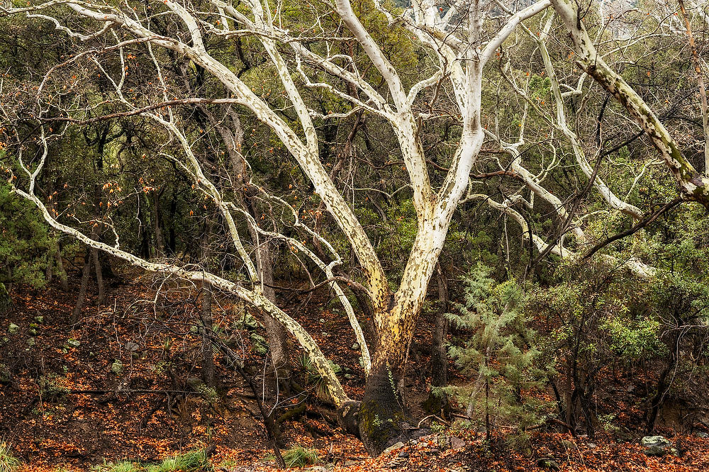 Huachuca Canyon  
Arizona Sycamore 
022023-105 : Arizona : Will Dickey Florida Fine Art Nature and Wildlife Photography - Images of Florida's First Coast - Nature and Landscape Photographs of Jacksonville, St. Augustine, Florida nature preserves