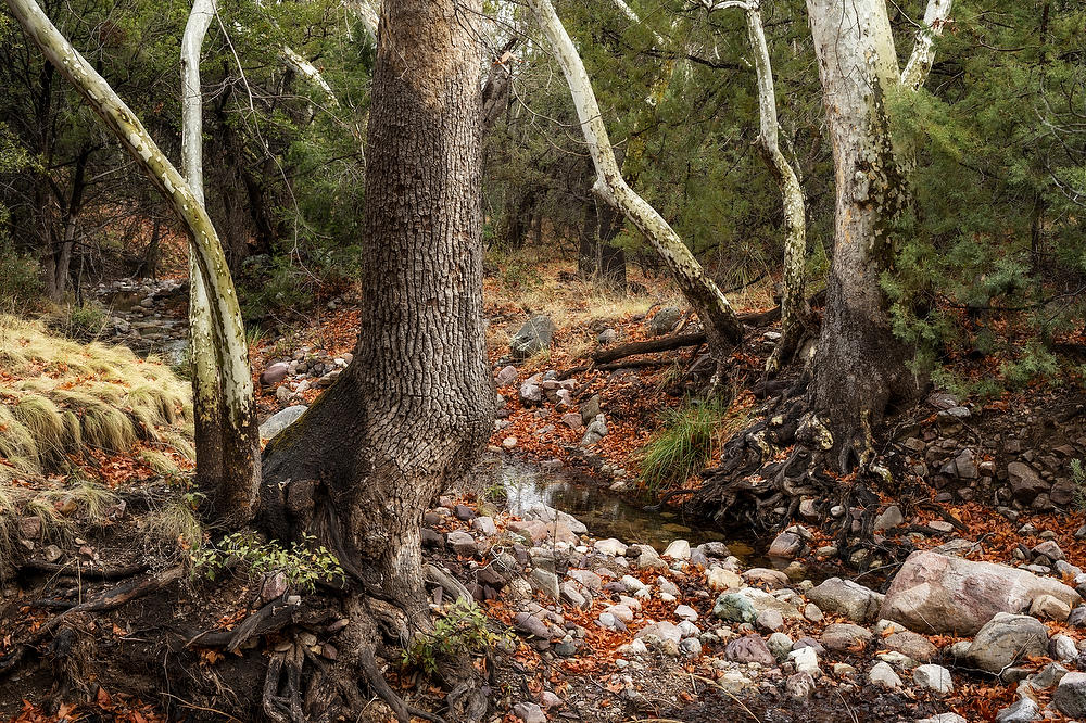 Huachuca Canyon 
022023-132  : Arizona : Will Dickey Florida Fine Art Nature and Wildlife Photography - Images of Florida's First Coast - Nature and Landscape Photographs of Jacksonville, St. Augustine, Florida nature preserves