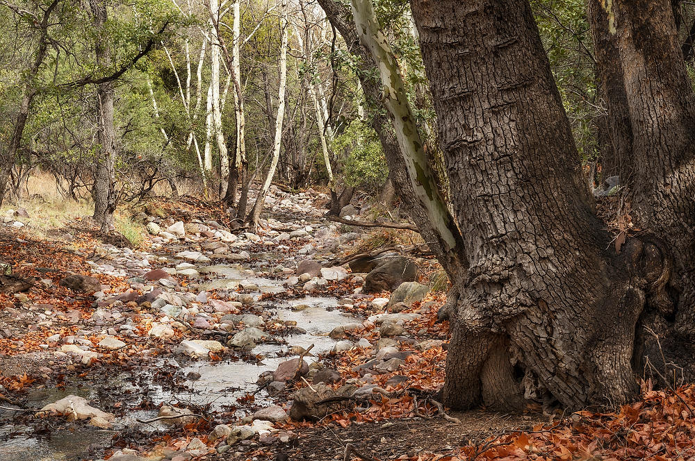 Huachuca Canyon 
022023-142  : Arizona : Will Dickey Florida Fine Art Nature and Wildlife Photography - Images of Florida's First Coast - Nature and Landscape Photographs of Jacksonville, St. Augustine, Florida nature preserves