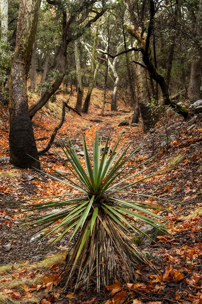 Huachuca Canyon Yucca 022023-86 : Arizona : Will Dickey Florida Fine Art Nature and Wildlife Photography - Images of Florida's First Coast - Nature and Landscape Photographs of Jacksonville, St. Augustine, Florida nature preserves