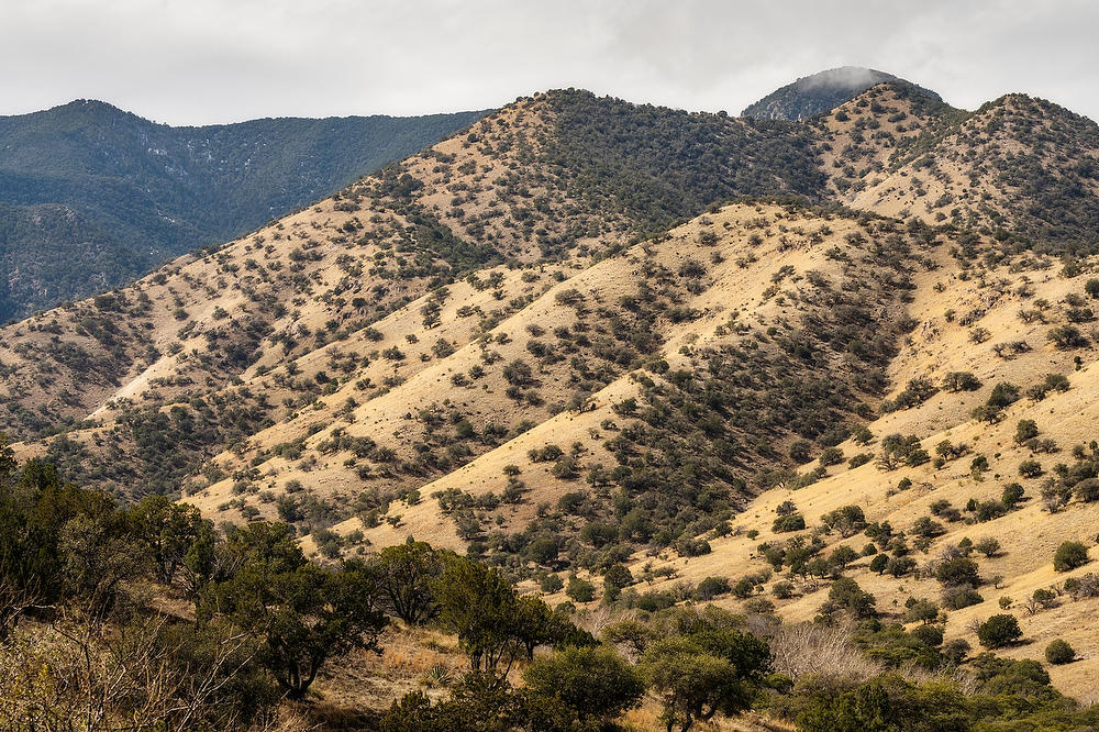 Huachuca Foothills 
022023-232  : Arizona : Will Dickey Florida Fine Art Nature and Wildlife Photography - Images of Florida's First Coast - Nature and Landscape Photographs of Jacksonville, St. Augustine, Florida nature preserves