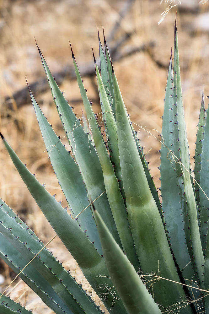 Huachuca Mountain Agave 021723-140  : Arizona : Will Dickey Florida Fine Art Nature and Wildlife Photography - Images of Florida's First Coast - Nature and Landscape Photographs of Jacksonville, St. Augustine, Florida nature preserves