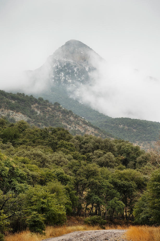 Huachuca Mountain Mist 022023-74 : Arizona : Will Dickey Florida Fine Art Nature and Wildlife Photography - Images of Florida's First Coast - Nature and Landscape Photographs of Jacksonville, St. Augustine, Florida nature preserves