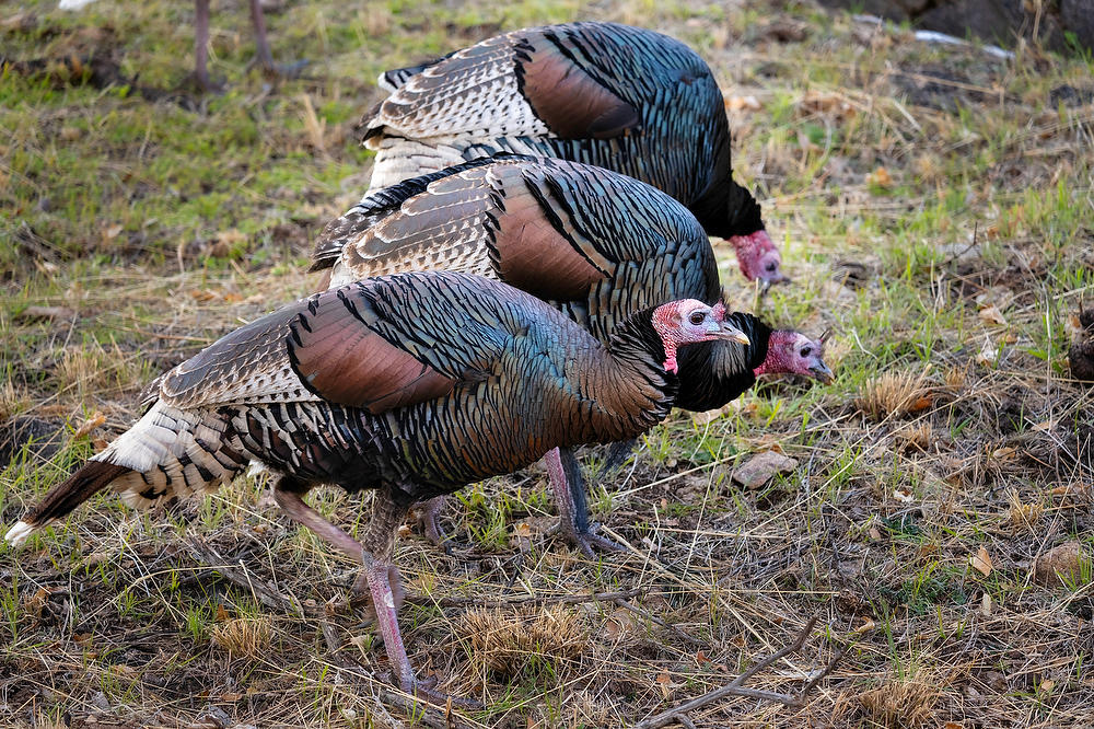 Huachuca Turkeys 
021723-92 : Arizona : Will Dickey Florida Fine Art Nature and Wildlife Photography - Images of Florida's First Coast - Nature and Landscape Photographs of Jacksonville, St. Augustine, Florida nature preserves