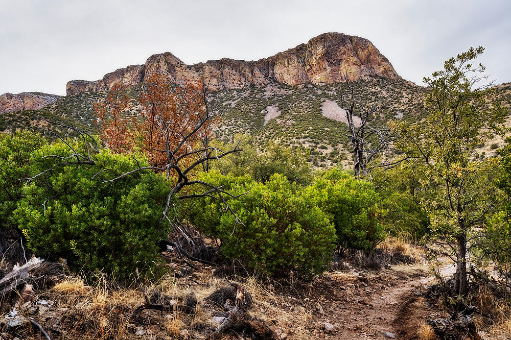 Miller Peak 
021723-136  : Arizona : Will Dickey Florida Fine Art Nature and Wildlife Photography - Images of Florida's First Coast - Nature and Landscape Photographs of Jacksonville, St. Augustine, Florida nature preserves