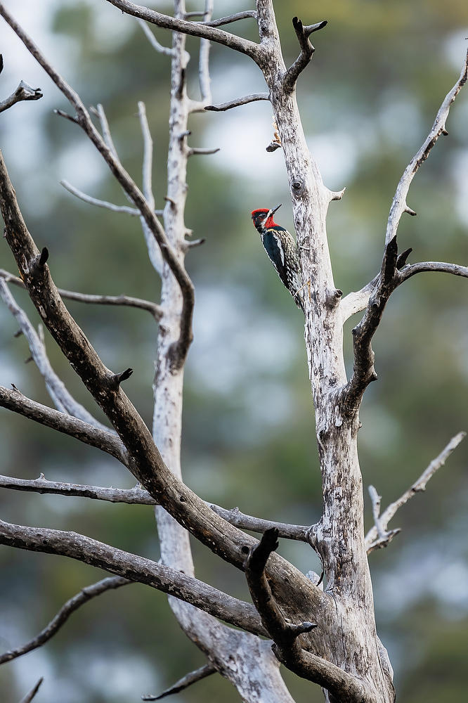 Red-naped Sapsucker 021723-165 : Arizona : Will Dickey Florida Fine Art Nature and Wildlife Photography - Images of Florida's First Coast - Nature and Landscape Photographs of Jacksonville, St. Augustine, Florida nature preserves