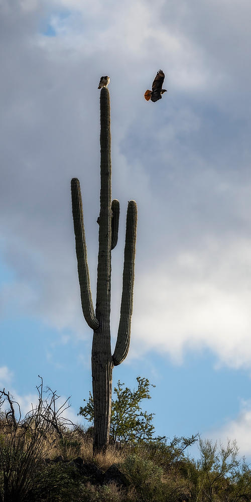 Saguaro Hawks
021823-738  : Arizona : Will Dickey Florida Fine Art Nature and Wildlife Photography - Images of Florida's First Coast - Nature and Landscape Photographs of Jacksonville, St. Augustine, Florida nature preserves