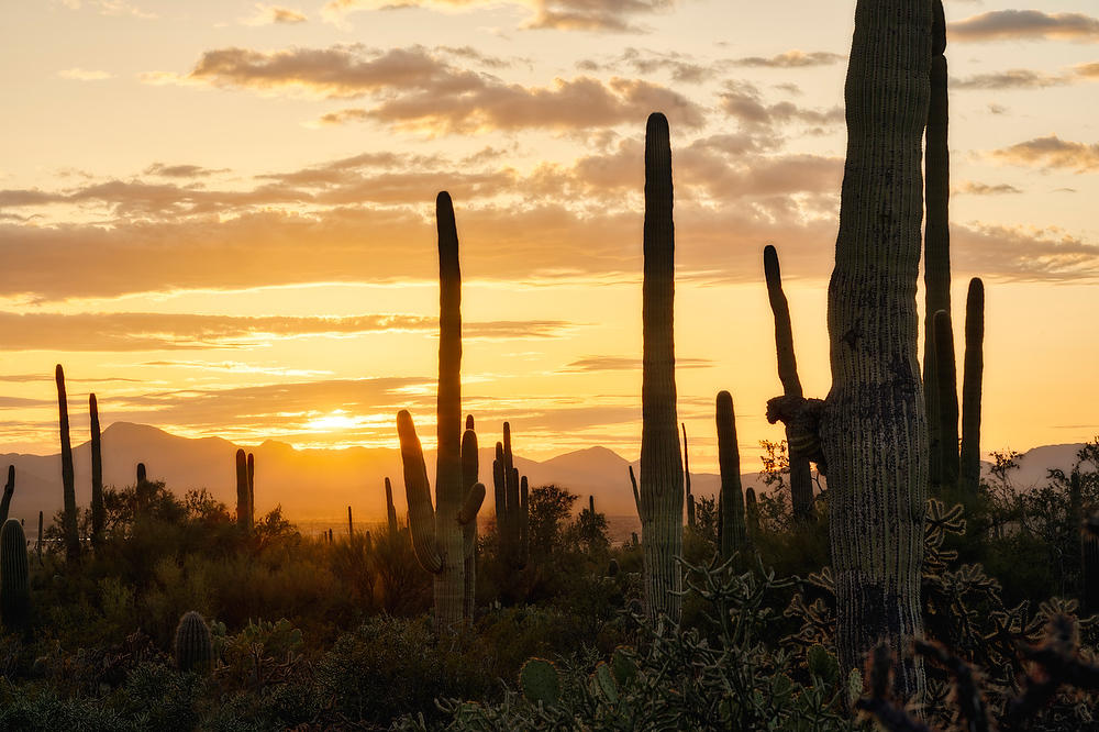 Saguaro Sunset 
021823-842 : Arizona : Will Dickey Florida Fine Art Nature and Wildlife Photography - Images of Florida's First Coast - Nature and Landscape Photographs of Jacksonville, St. Augustine, Florida nature preserves