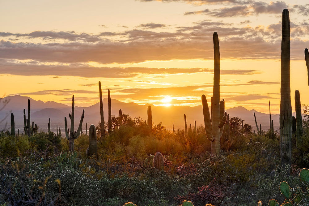 Saguaro Sunset 
021823-851 : Arizona : Will Dickey Florida Fine Art Nature and Wildlife Photography - Images of Florida's First Coast - Nature and Landscape Photographs of Jacksonville, St. Augustine, Florida nature preserves